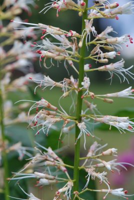 Aesculus parviflora - jírovec drobnokvětý - květenství (detail)